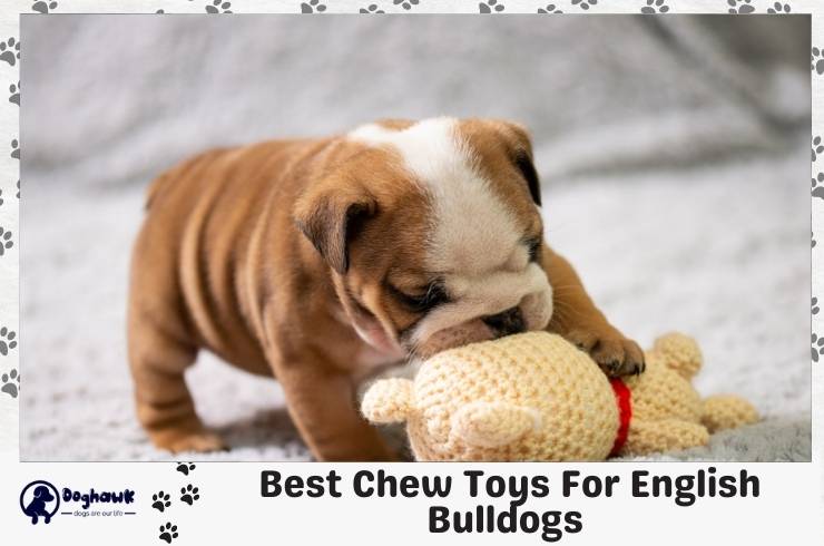 10 Best Chew Toys For English Bulldogs with The Buyer’s Guide