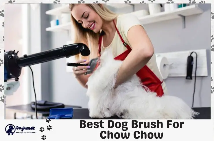 10 Best Dog Brush For Chow Chow-no Doubt Your Pet Would Enjoy