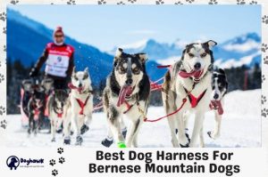 Best Dog Harness For Bernese Mountain Dogs