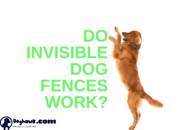 Do Invisible Dog Fences Work