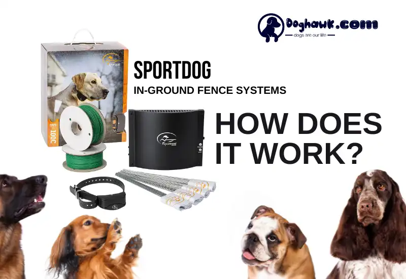 How Does A Sport Dog Invisible Fence Installation Work
