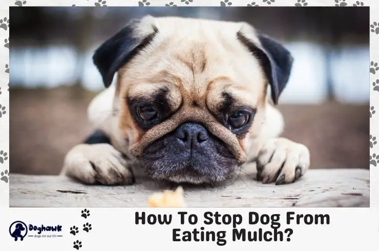 How To Stop Dog From Eating Mulch