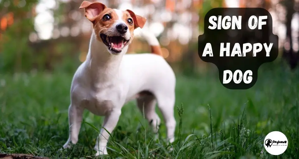 Signs Of A Happy Dog