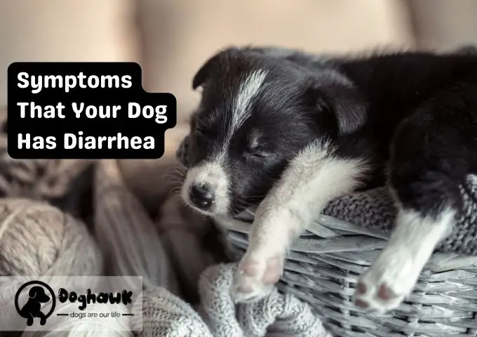 Symptoms That Your Dog Has Diarrhea
