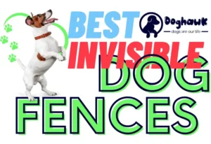 Best Invisible Dog Fences