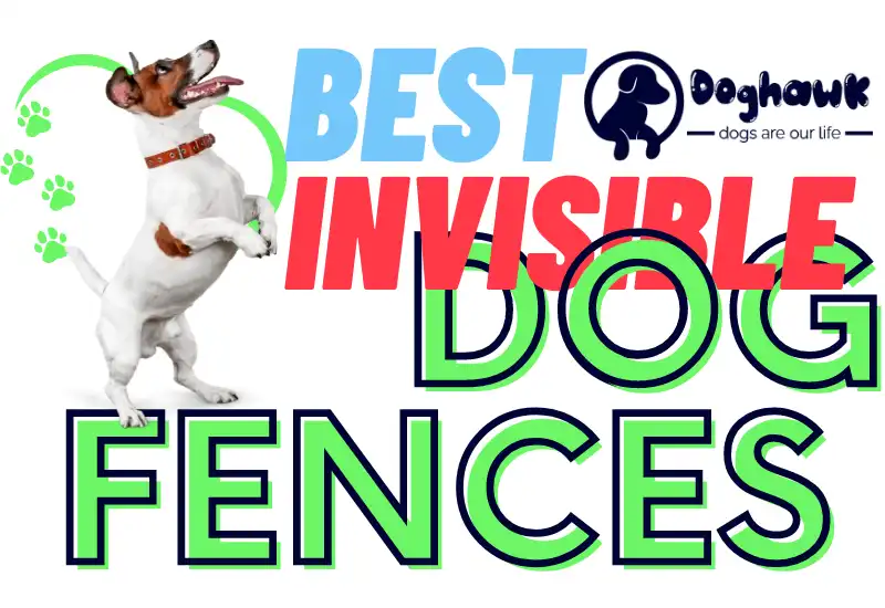 The 8 Best Invisible Dog Fences in 2022 – (From In-Ground to Wireless)