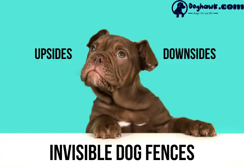 Upsides And Downsides Of Invisible Dog Fences