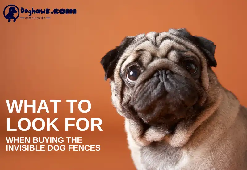 What To Look For When Buying The Invisible Dog Fences