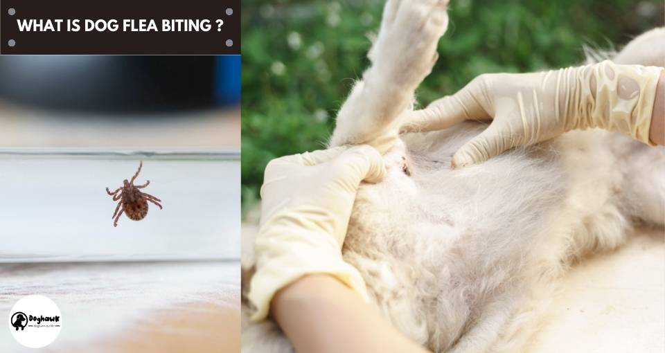 What is Dog Flea Biting