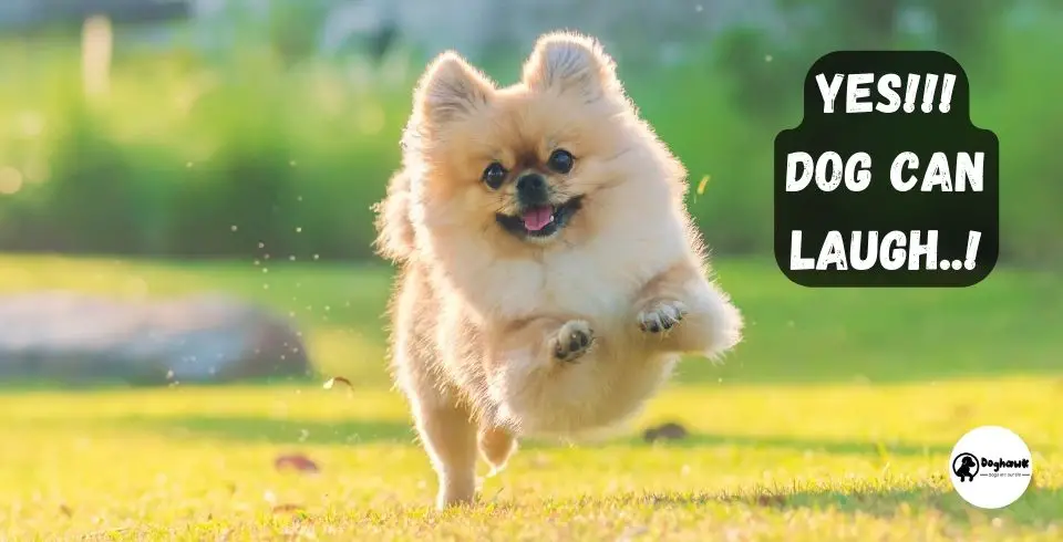 sign of a dog laughing