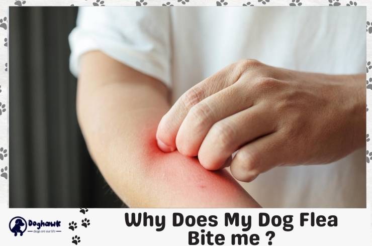 why does my dog flea bite me