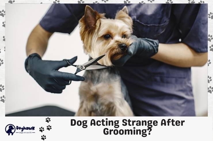 Dog Acting Strange After Grooming