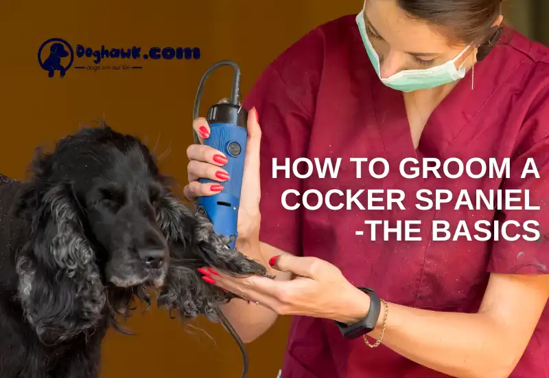 How To Groom A Cocker Spaniel- The Basics