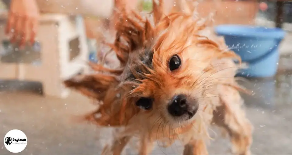 My Dog Shaking Their Head After Grooming