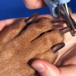 Do Dog Nail Clippers Get Dull? [Preventing Tips]