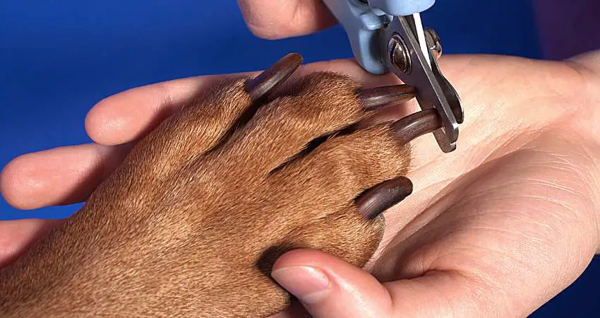 Do Dog Nail Clippers Get Dull? [Preventing Tips]