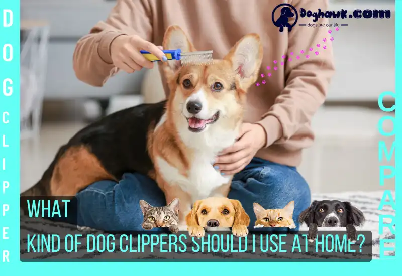 Dog Clippers Should I Use At Home