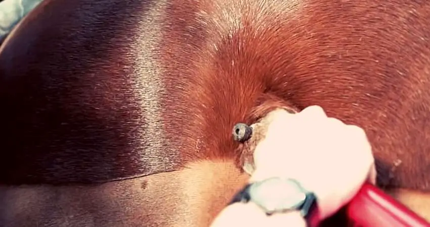 When Is It Worth Using Dog Clippers on Horses When Is It Worth Using Dog Clippers on Horses
