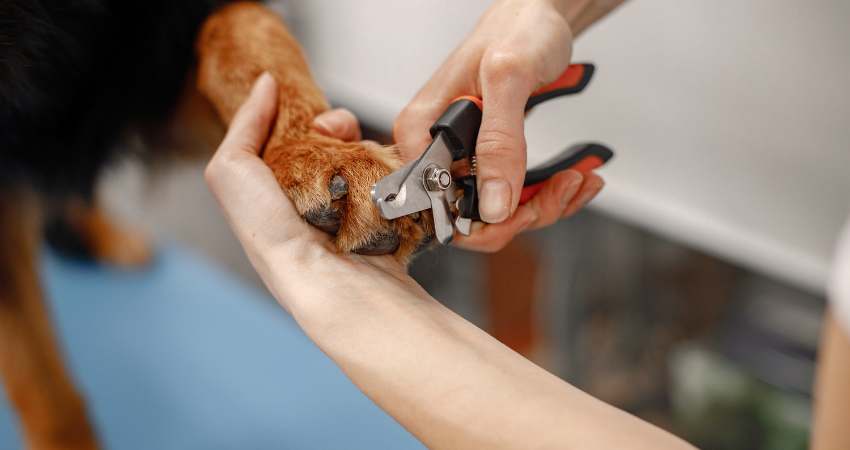 Why Do Dog Nail Clippers Get Dull