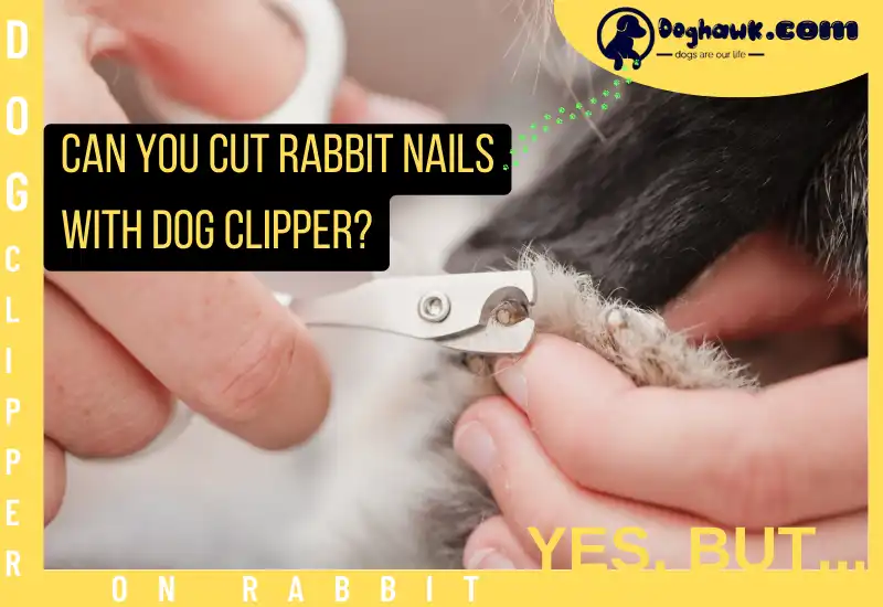 Can You Cut Rabbit Nails with Dog Clipper