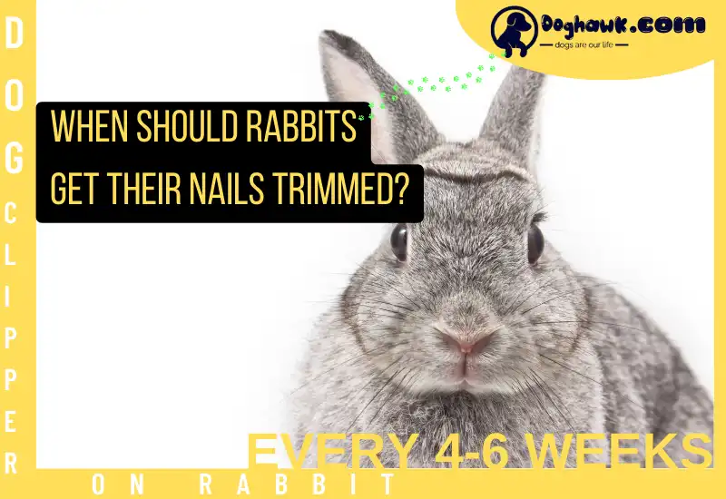 When Should Rabbits Get Their Nails Trimmed