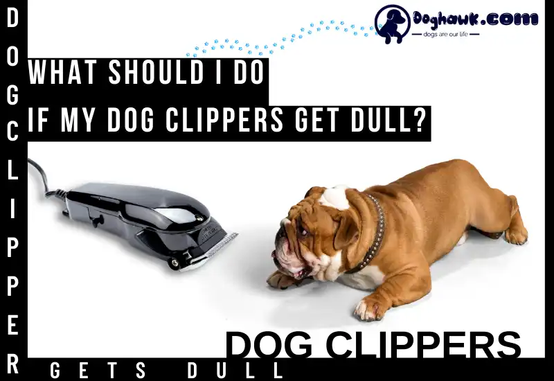 What Should I Do If My Dog Clippers Get Dull