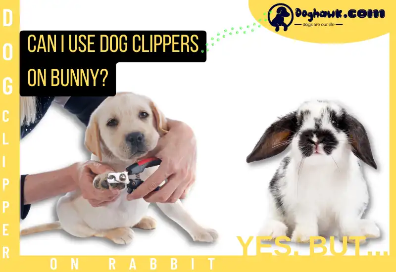 Can I Use Dog Clippers on Bunny