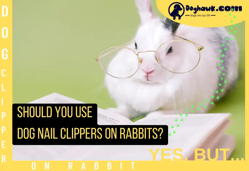 Should You Use Dog Nail Clippers on Rabbits